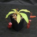 Nepenthes (veitchii x mira) x (burbidgeae x edwardsiana)