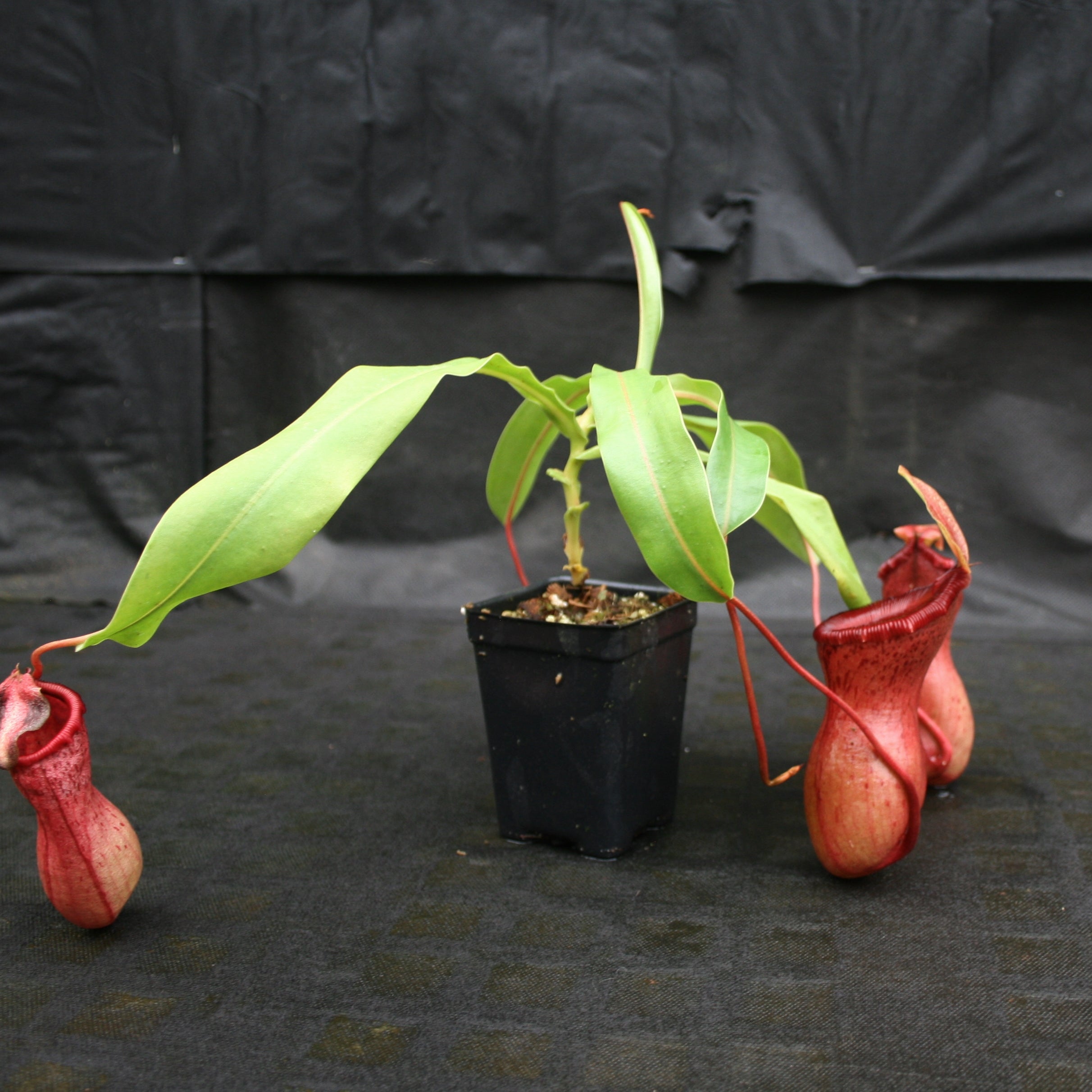 Nepenthes ventricosa [Madja-as x (BE x AG3)], CAR-0101 – Carnivero