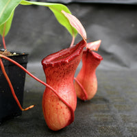 Nepenthes ventricosa [Madja-as x (BE x AG3)], CAR-0101, pitcher plant, carnivorous plant, collectors plant, large pitchers, rare plants