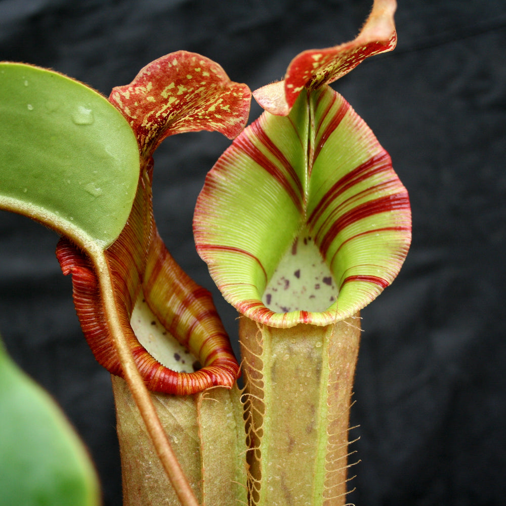 
                      
                        Nepenthes [(lowii x veitchii) x boschiana)] x veitchii "The Wave", CAR-0109
                      
                    