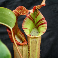Nepenthes [(lowii x veitchii) x boschiana)] x veitchii "The Wave", CAR-0109