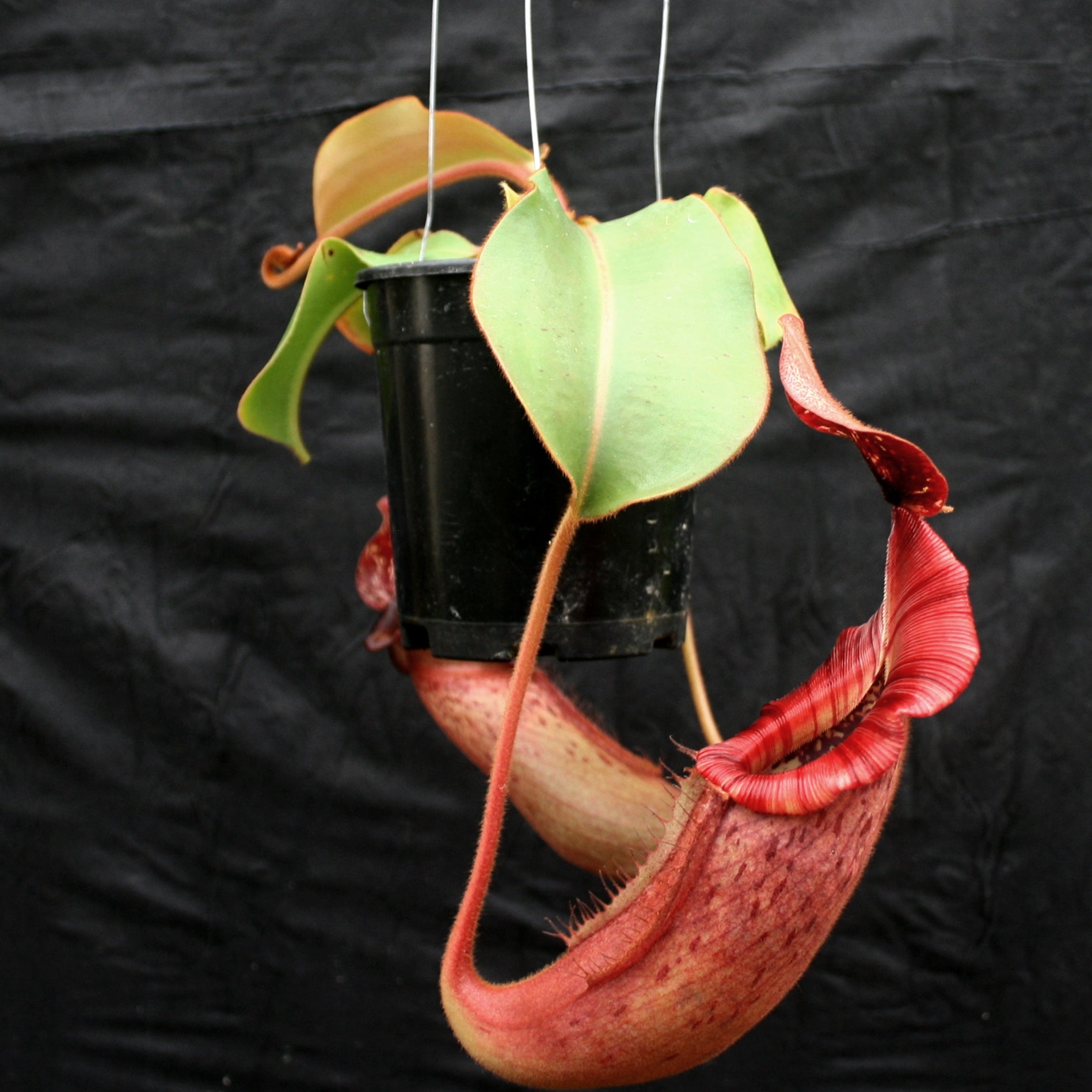 Nepenthes [(lowii x veitchii) x boschiana)] x veitchii 