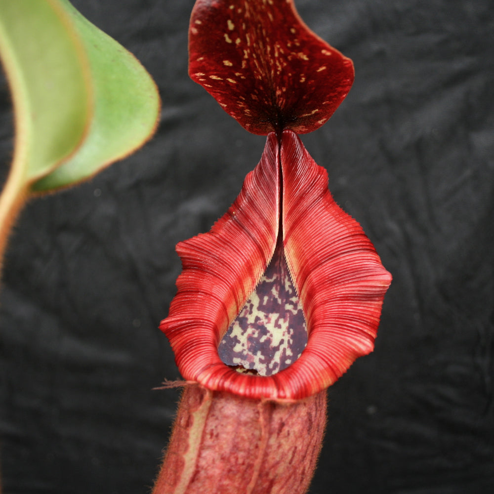 
                      
                        Nepenthes [(lowii x veitchii) x boschiana)] x veitchii "The Wave", CAR-0109
                      
                    