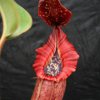 Nepenthes [(lowii x veitchii) x boschiana)] x veitchii "The Wave", CAR-0109
