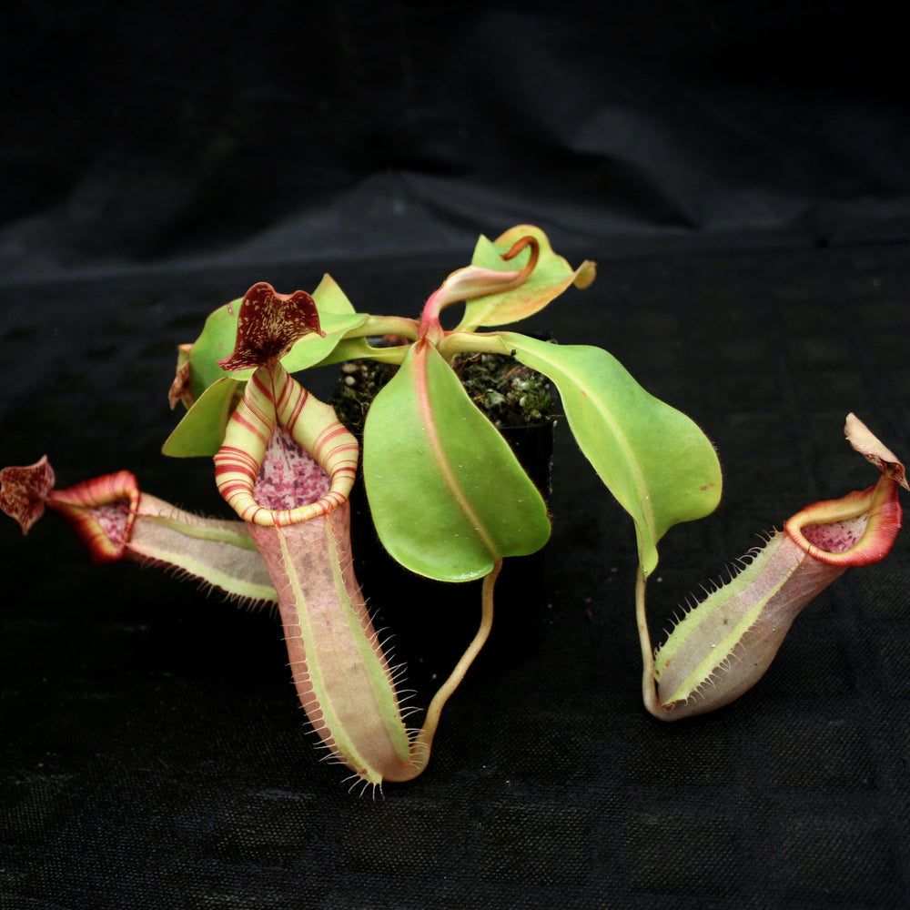 
                      
                        Nepenthes [(lowii x veitchii) x boschiana)] x veitchii "The Wave", CAR-0109
                      
                    