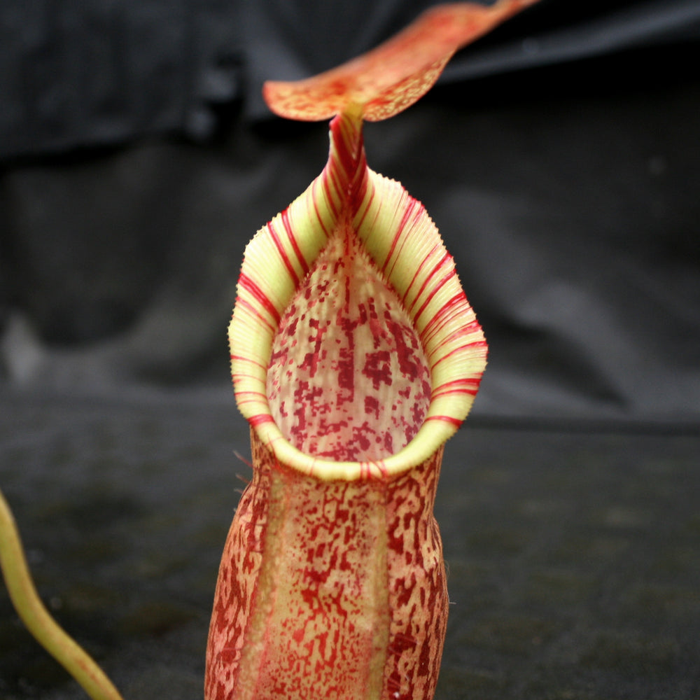 
                      
                        Nepenthes spathulata x spectabilis, BE-3314
                      
                    