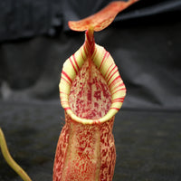Nepenthes spathulata x spectabilis, BE-3314
