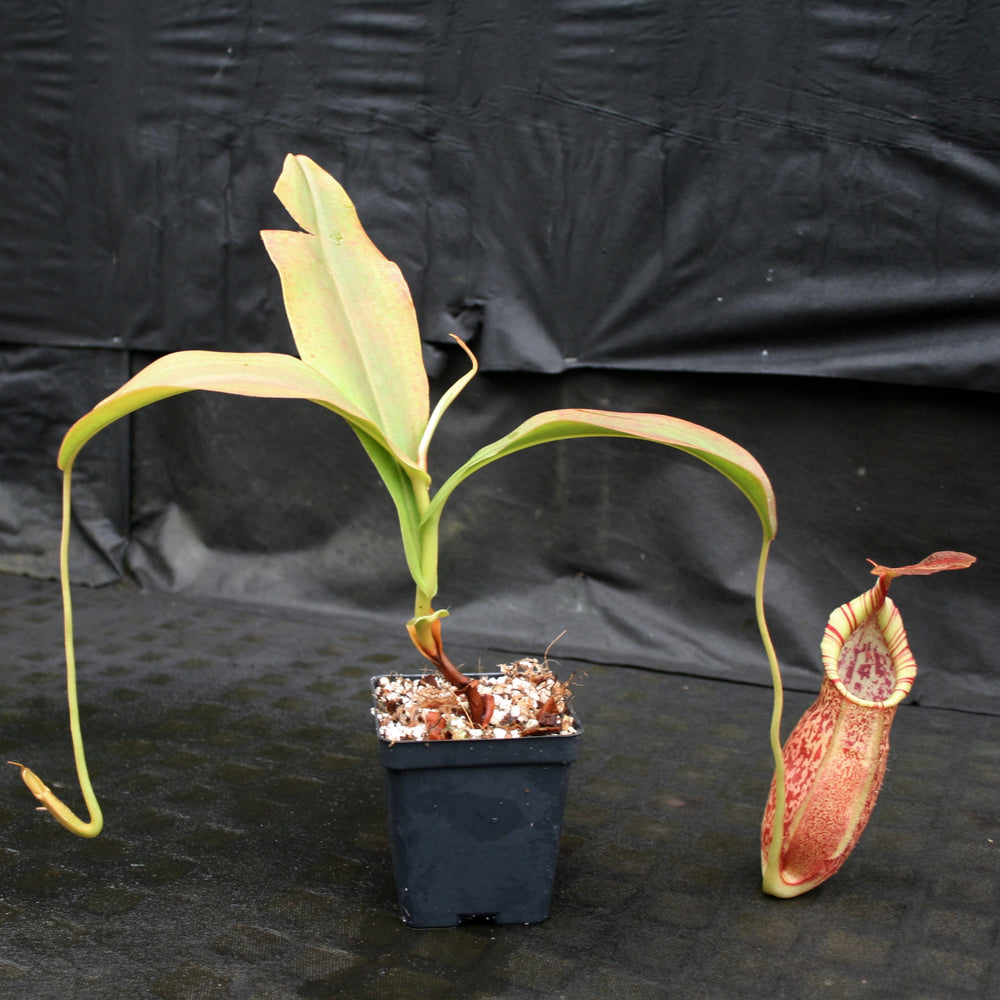 
                      
                        Nepenthes spathulata x spectabilis, BE-3314
                      
                    