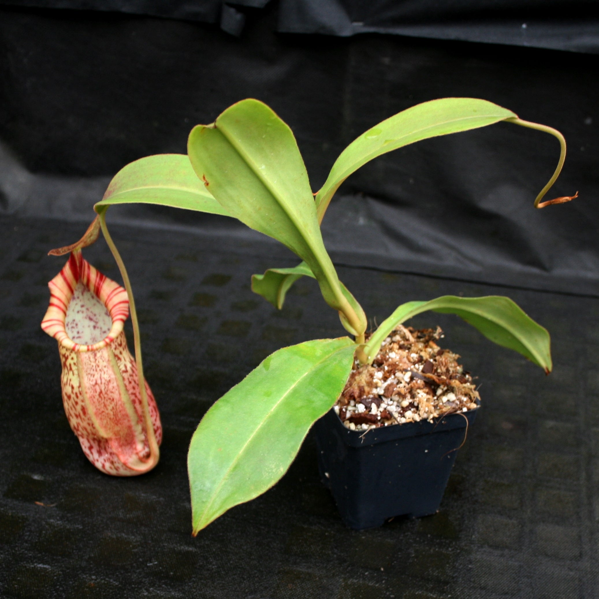 Nepenthes spathulata x spectabilis, BE-3314 – Carnivero