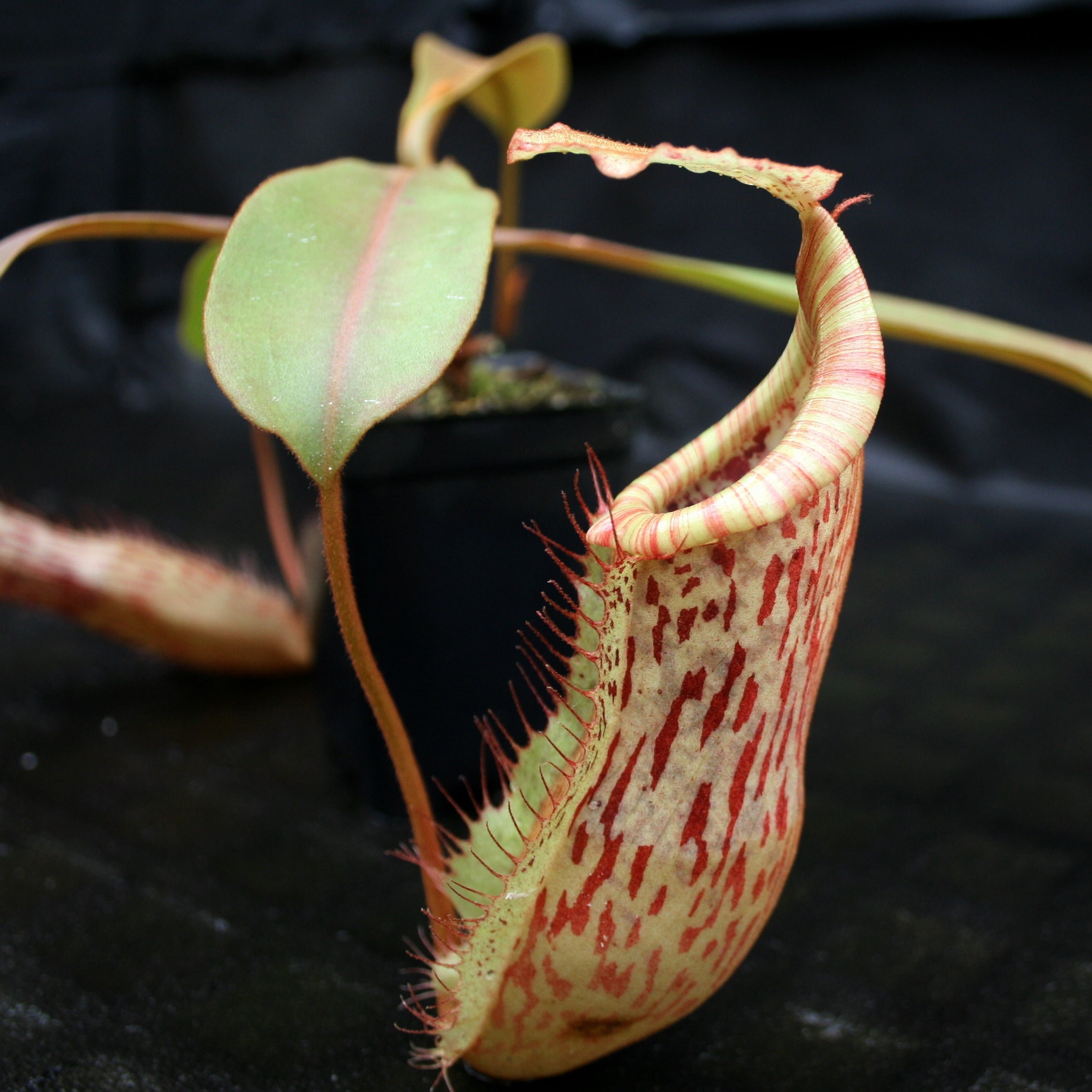 Nepenthes smilesii x platychila, CAR-0115 – Carnivero