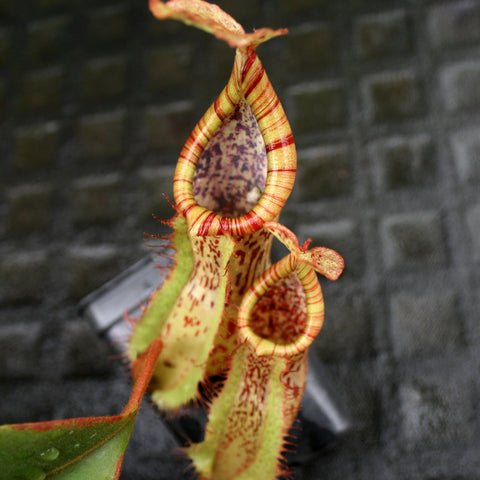 Close-up of Nepenthes smilesii x platychila pitcher with yellow striped lip and a speckled interior.