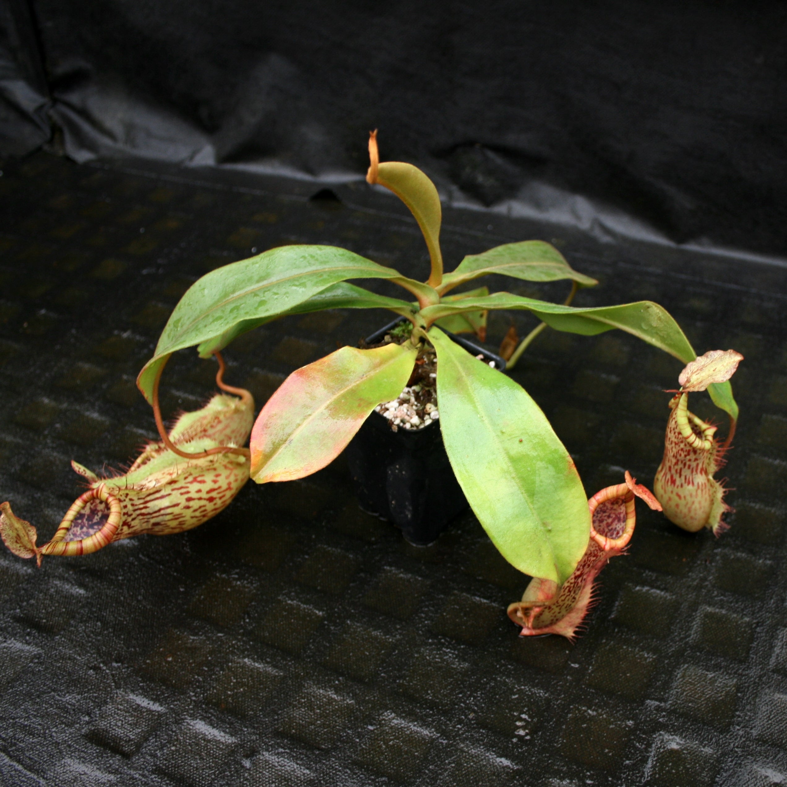 Nepenthes smilesii x platychila, CAR-0115 – Carnivero