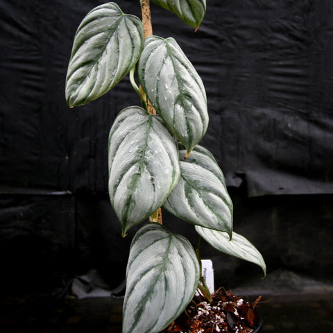 Philodendron brandtianum with silver marbled leaves along a climbing stem