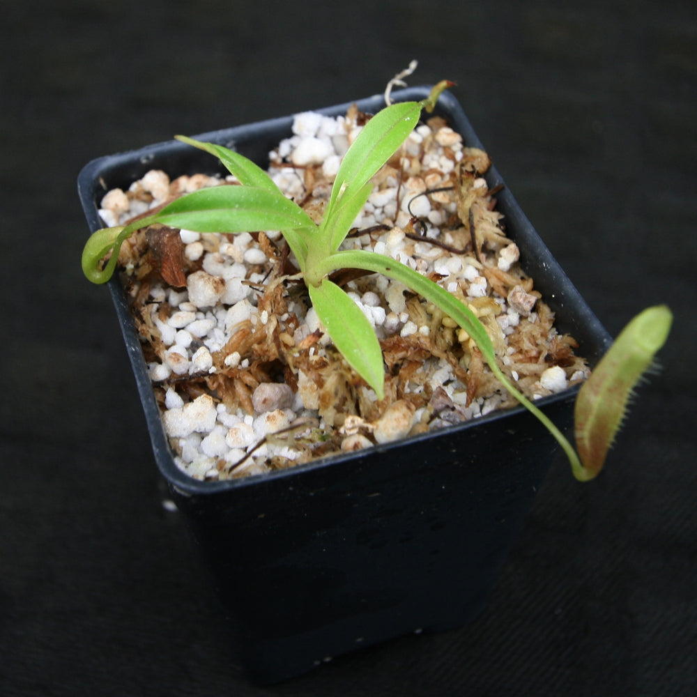 
                      
                        Nepenthes singalana Belirang, BE-3170, pitcher plant, carnivorous plant, collectors plant, large pitchers, rare plants
                      
                    