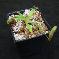 Nepenthes singalana Belirang, BE-3170