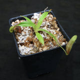 Nepenthes singalana Belirang, BE-3170