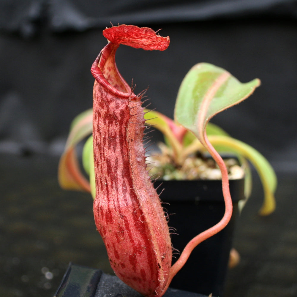 
                      
                        Nepenthes Song of Melancholy x boschiana, CAR-0131
                      
                    