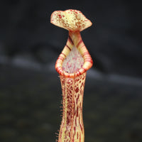 Nepenthes [(lowii x veitchii) x boschiana]-yellow x platychila, CAR-0084