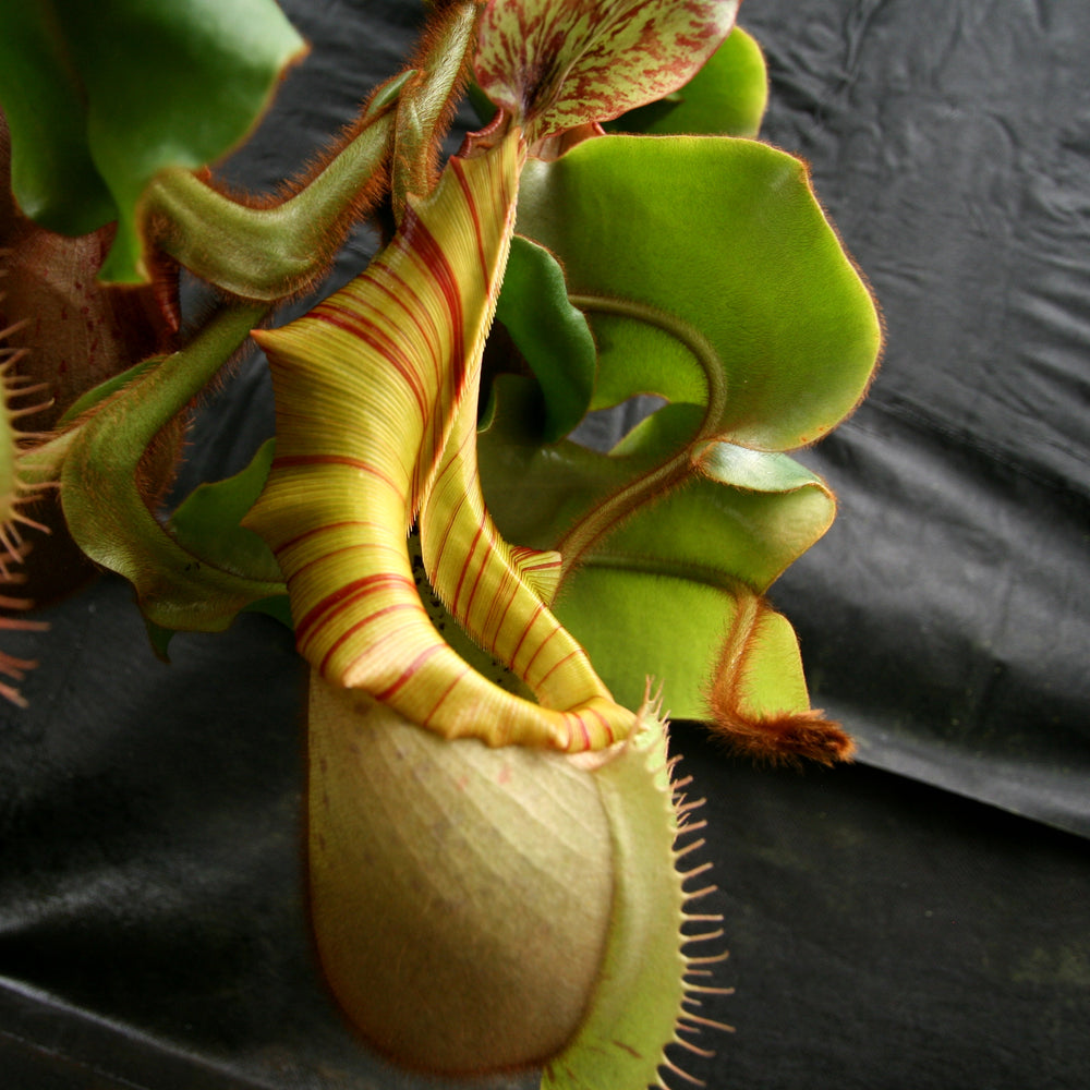 
                      
                        Nepenthes veitchii Bareo Squat
                      
                    