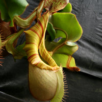 Nepenthes veitchii Bareo Squat