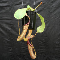 Nepenthes [(lowii x veitchii) x boschiana]-yellow x platychila, CAR-0084
