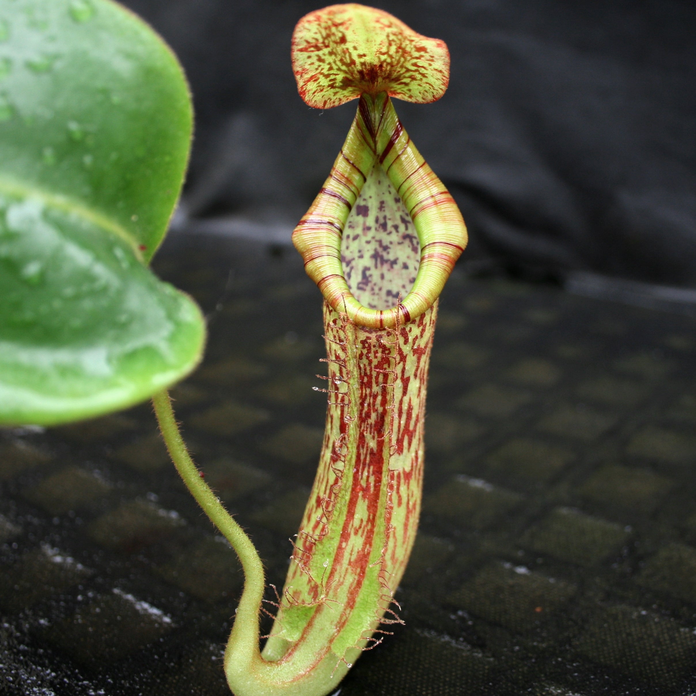 Nepenthes [(lowii x veitchii) x boschiana]-yellow x platychila