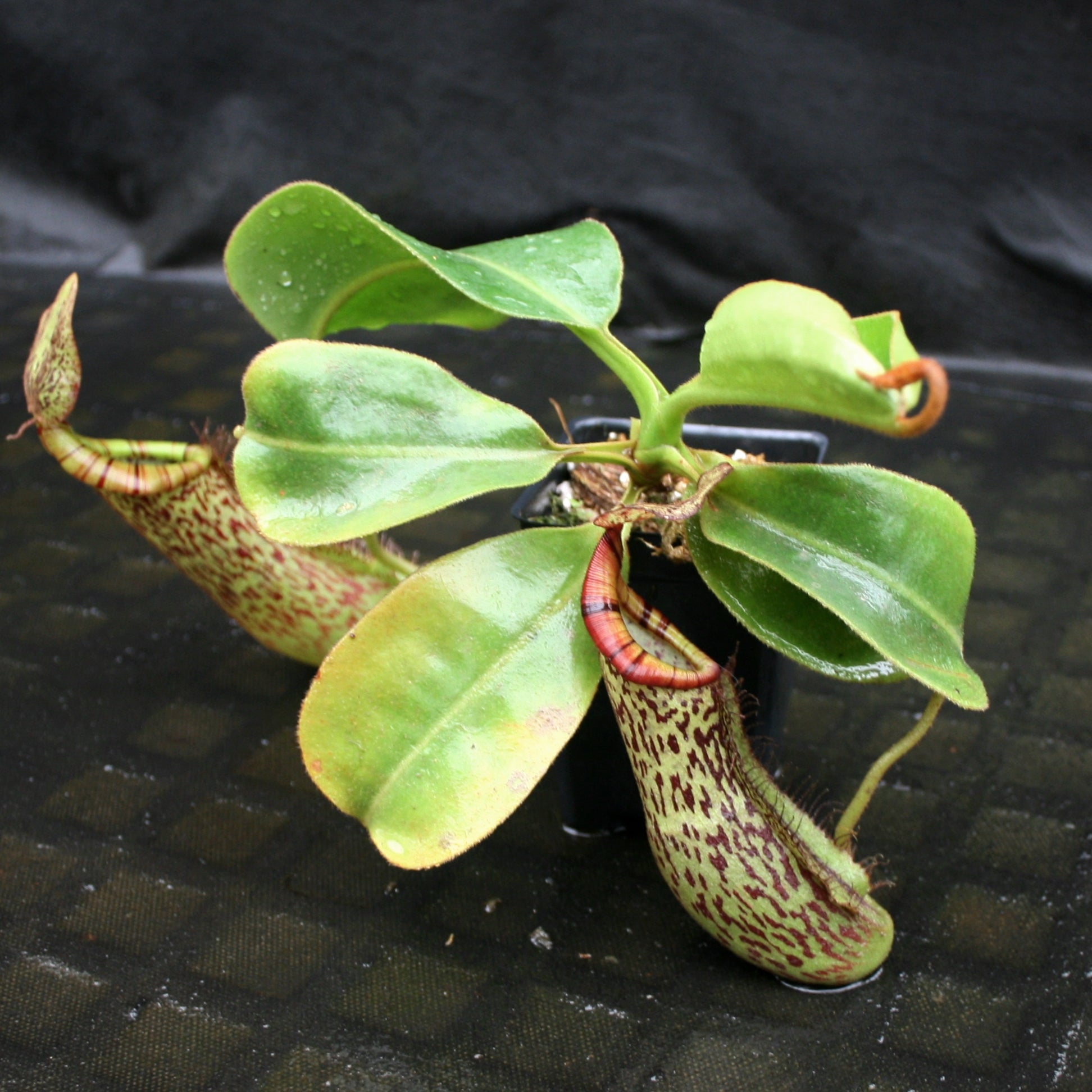 Nepenthes [(lowii x veitchii) x boschiana]-yellow x platychila