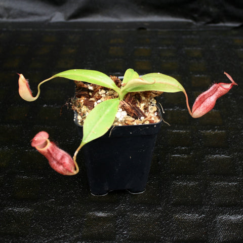 Nepenthes CAR-0125 hybrid with pinkish red elongated pitchers in a small pot