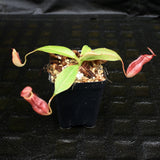 Nepenthes (spathulata x spectabilis) x (lowii x campanulata), CAR-0125