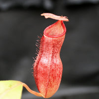 Nepenthes (spathulata x spectabilis) x (lowii x campanulata), CAR-0125, pitcher plant, carnivorous plant, collectors plant, large pitchers, rare plants