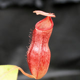 Nepenthes (spathulata x spectabilis) x (lowii x campanulata), CAR-0125