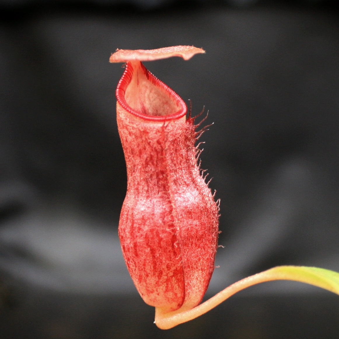 Nepenthes (spathulata x spectabilis) x (lowii x campanulata), CAR