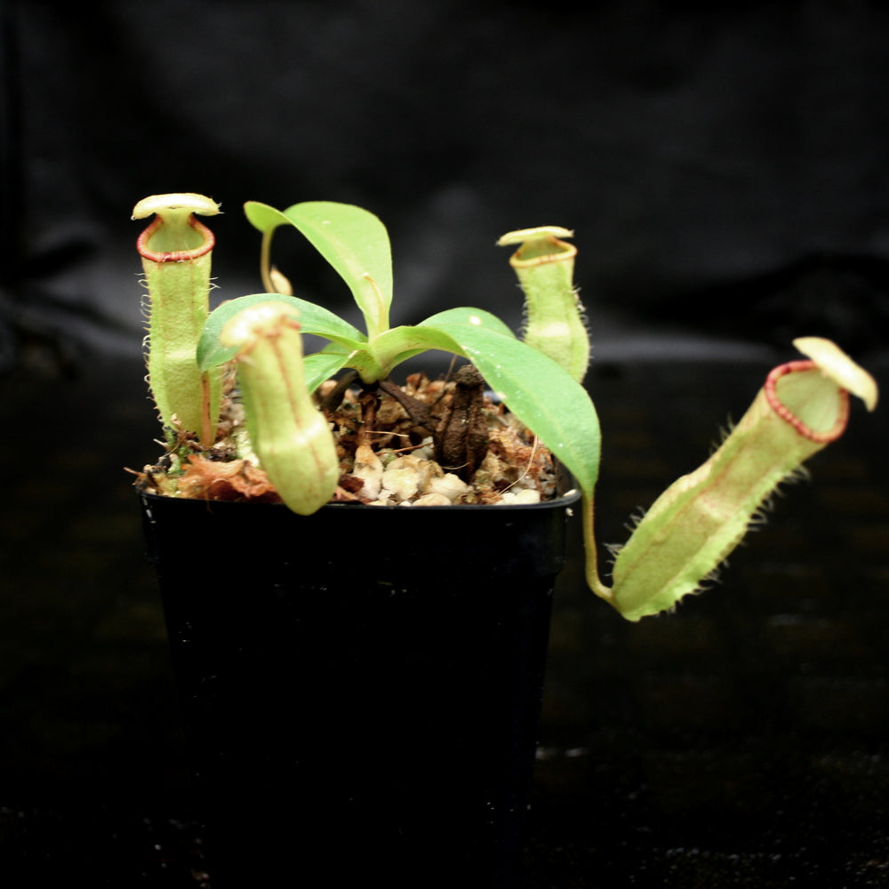 
                      
                        Nepenthes (spathulata x spectabilis) x (lowii x campanulata), CAR-0125, pitcher plant, carnivorous plant, collectors plant, large pitchers, rare plants
                      
                    