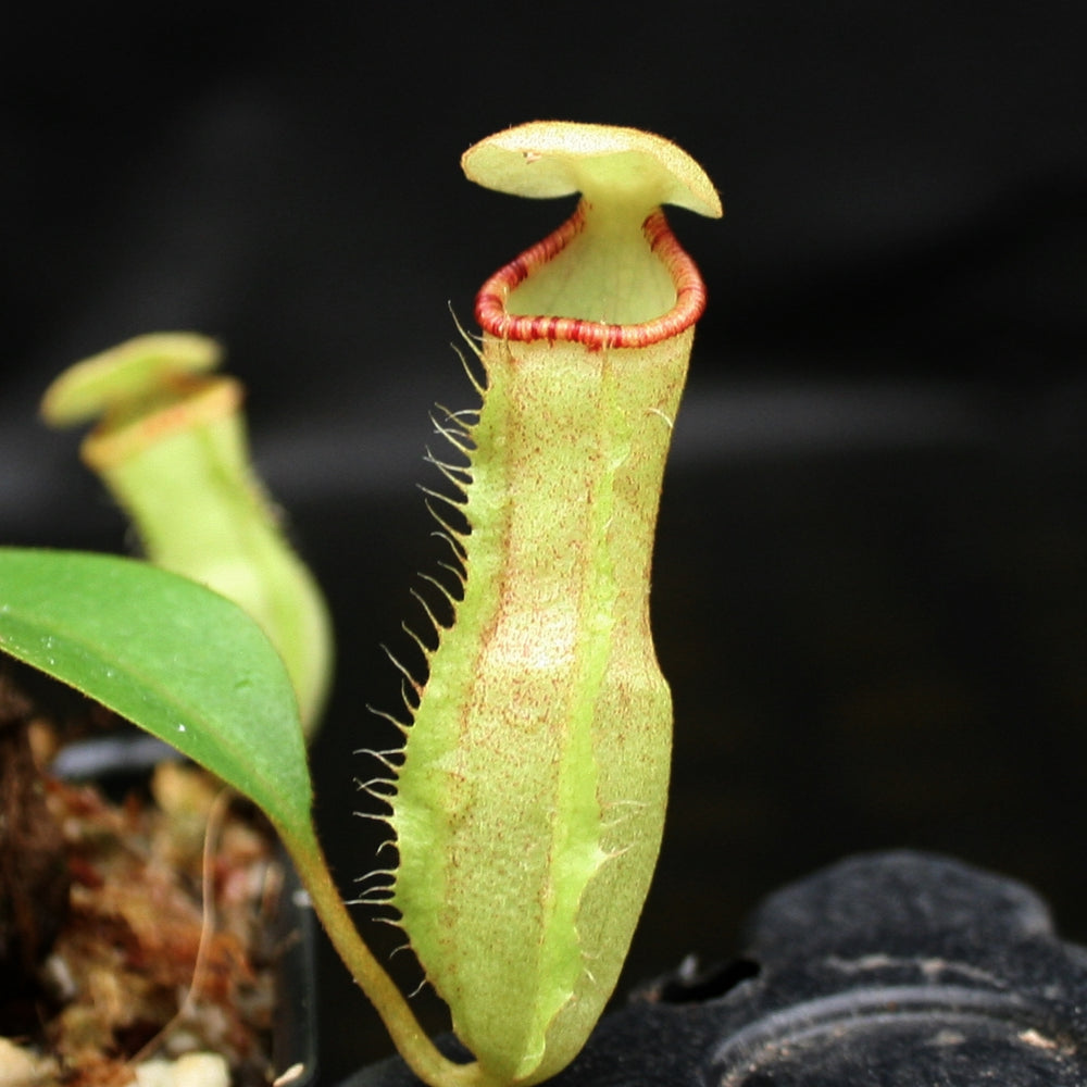 
                      
                        Nepenthes (spathulata x spectabilis) x (lowii x campanulata), CAR-0125, pitcher plant, carnivorous plant, collectors plant, large pitchers, rare plants
                      
                    