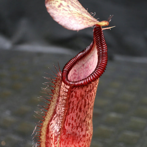 Nepenthes singalana Belirang cross singalana diabolica CAR-0111 pitcher with red coiled peristome and speckled lid