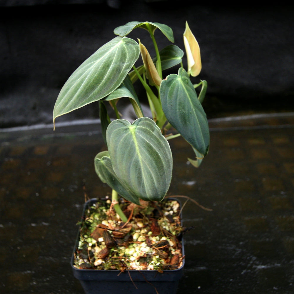 
                      
                        Philodendron melanochrysum
                      
                    