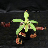 Nepenthes singalana Belirang x (singalana x diabolica), CAR-0111
