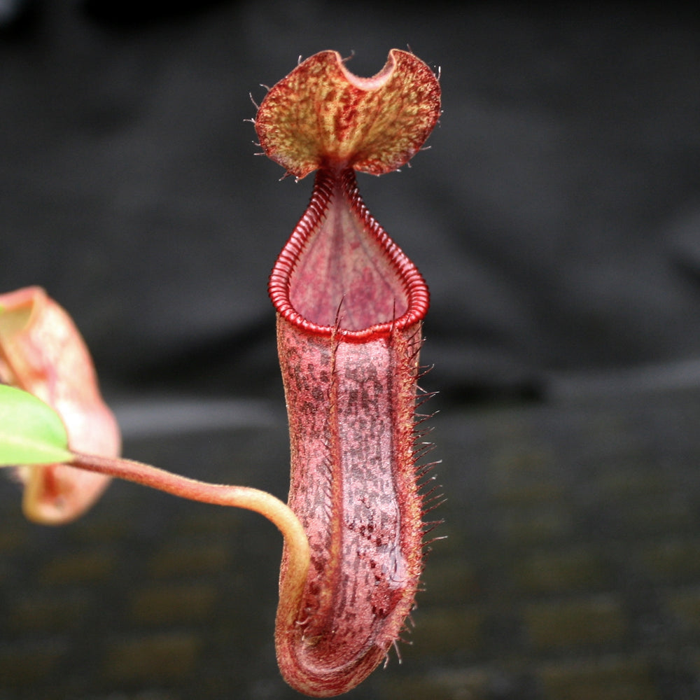 
                      
                        Nepenthes singalana Belirang x (singalana x diabolica), CAR-0111
                      
                    