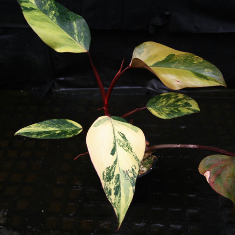 Philodendron Strawberry Shake with creamy and green variegated leaves on a red stem