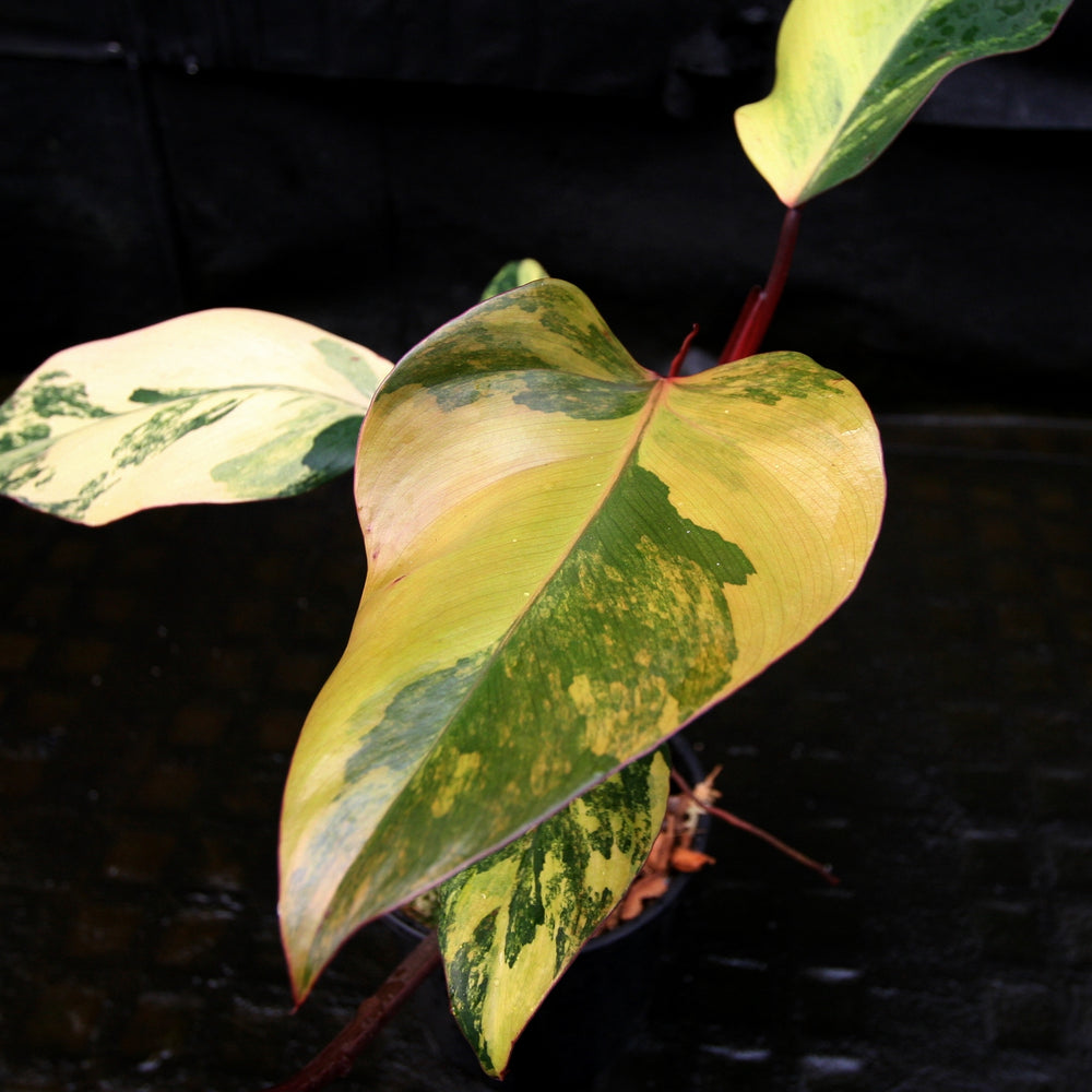 
                      
                        Philodendron Strawberry Shake - Exact Plant
                      
                    