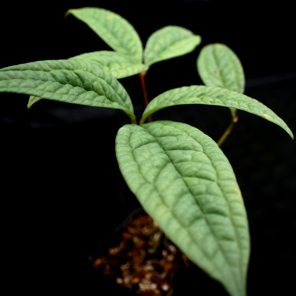 
                      
                        Anthurium arisaemoides
                      
                    