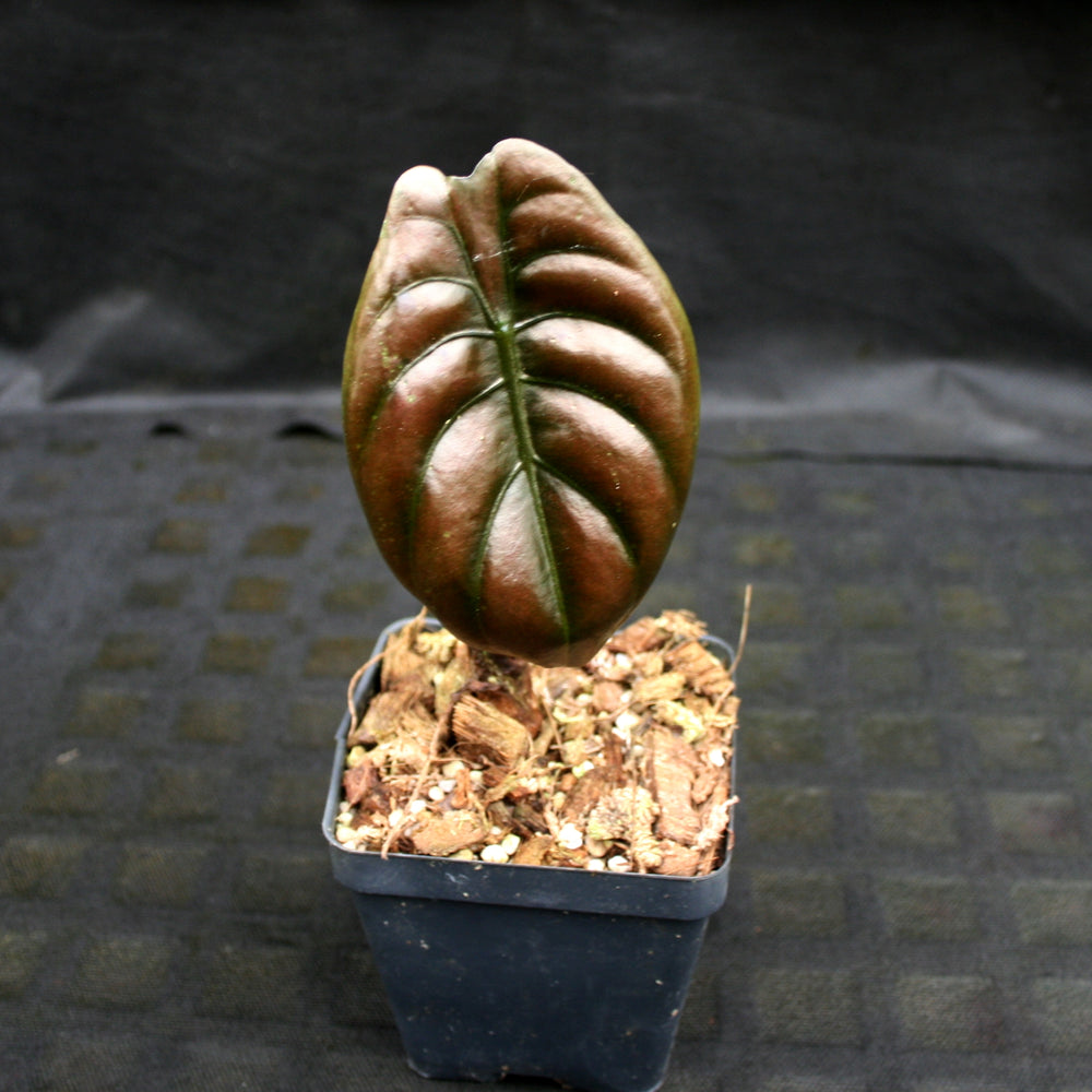 
                      
                        Alocasia cuprea 'Red Secret', Jewel Alocasia
                      
                    