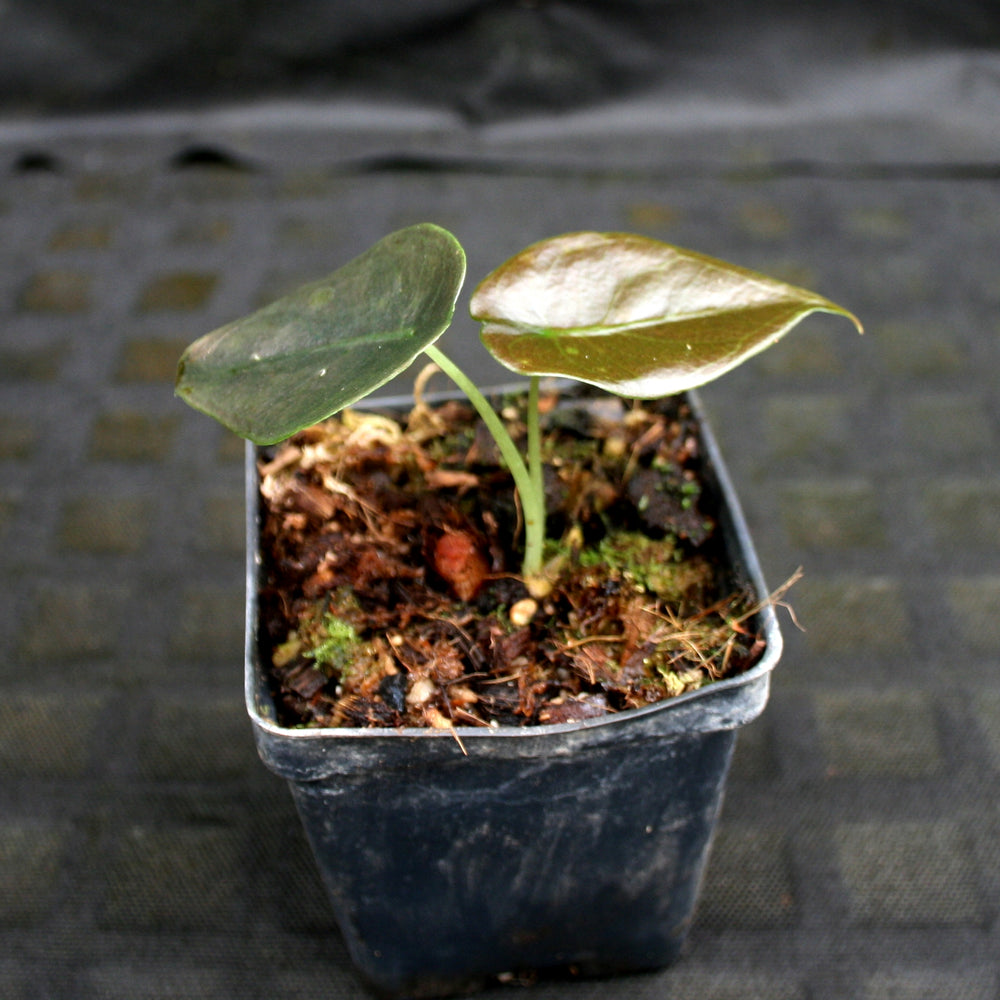 
                      
                        Alocasia cuprea 'Red Secret', Jewel Alocasia
                      
                    