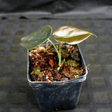 Alocasia cuprea 'Red Secret', Jewel Alocasia