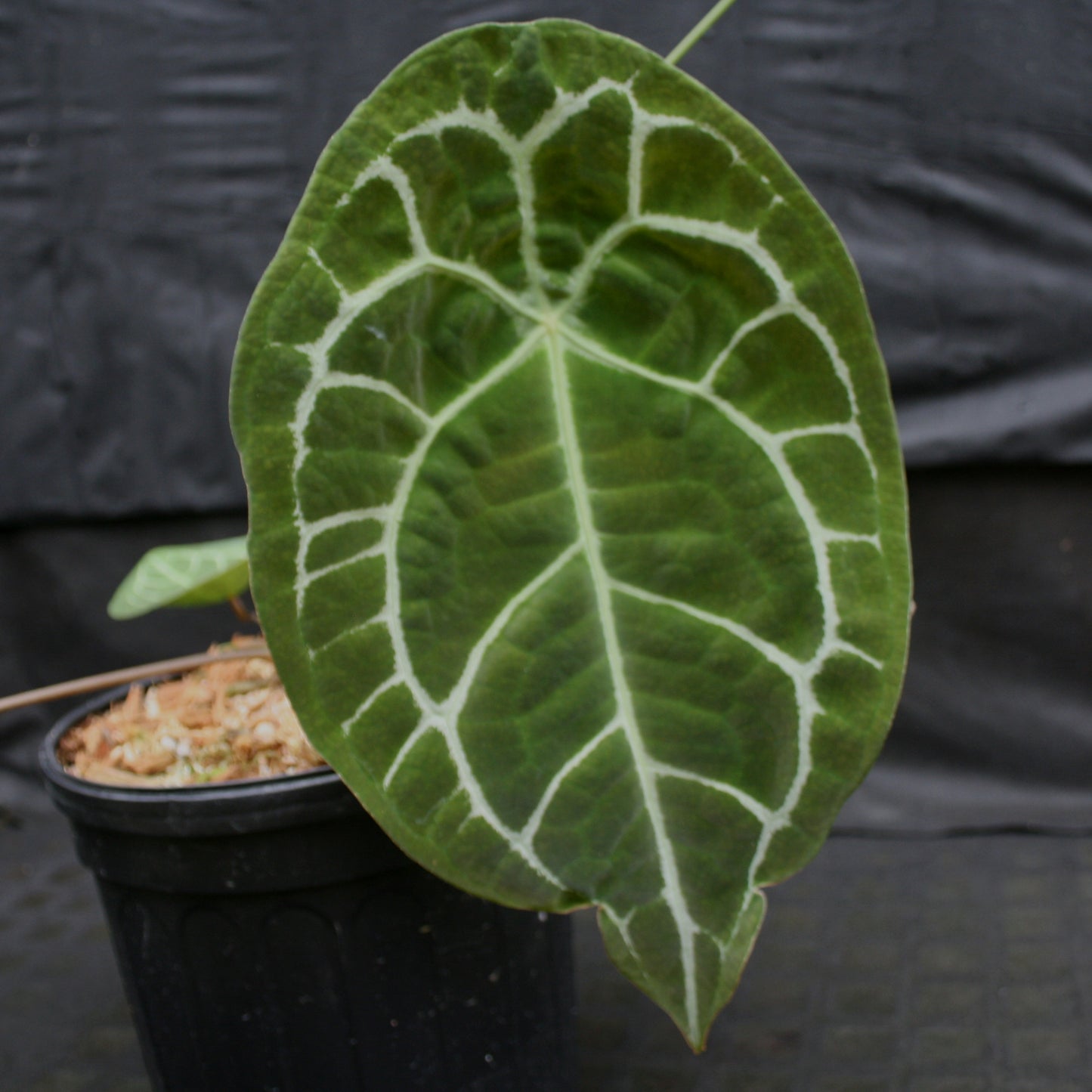 anthurium forgetii silver Anthurium forgetii (silver) – Carnivero