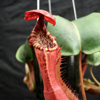 Nepenthes Song of Melancholy x clipeata, CAR-0112