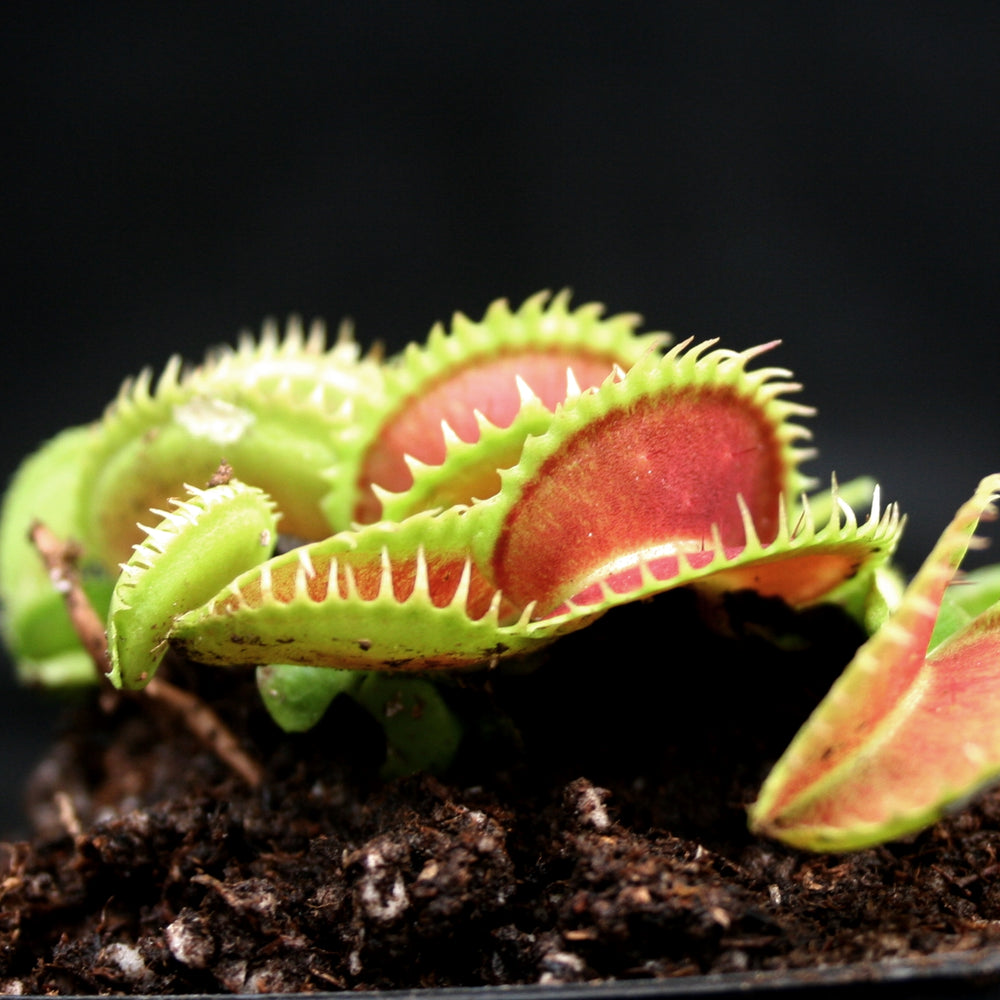 
                      
                        Venus Flytrap "Dente" (Dionaea muscipula)
                      
                    