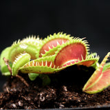 Venus Flytrap "Dente" (Dionaea muscipula)