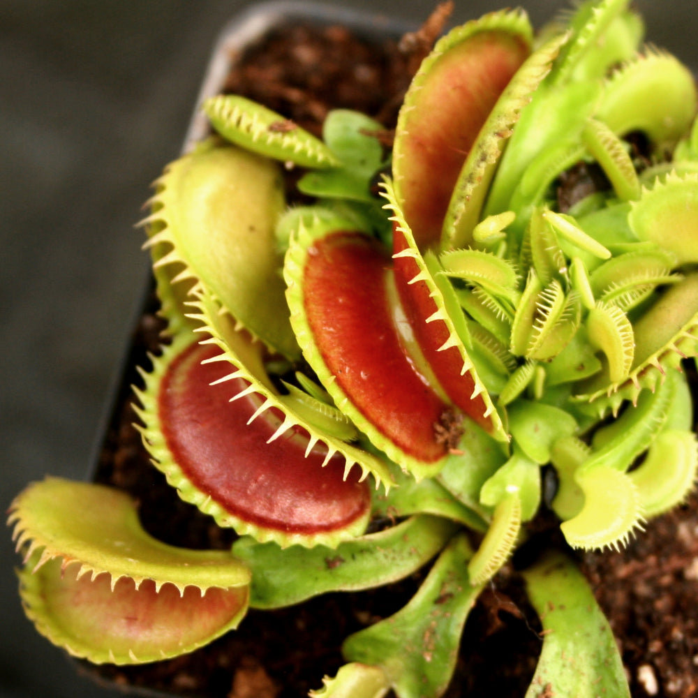 
                      
                        Venus Flytrap "Dente" (Dionaea muscipula)
                      
                    