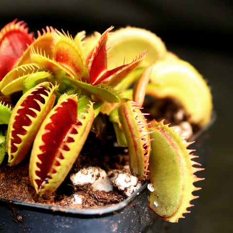 Venus flytrap Dente with lime green traps edged in red in a pot